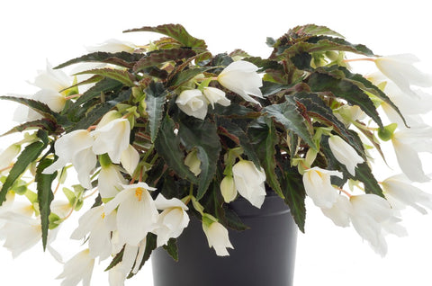 Bégonia Beauvillia blanc