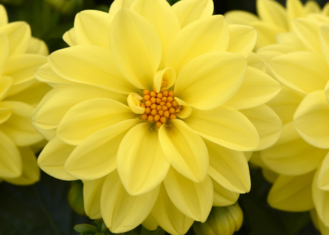 Dahlia figaro jaune