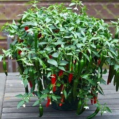 Semence de "Piment Cayenne" non traité