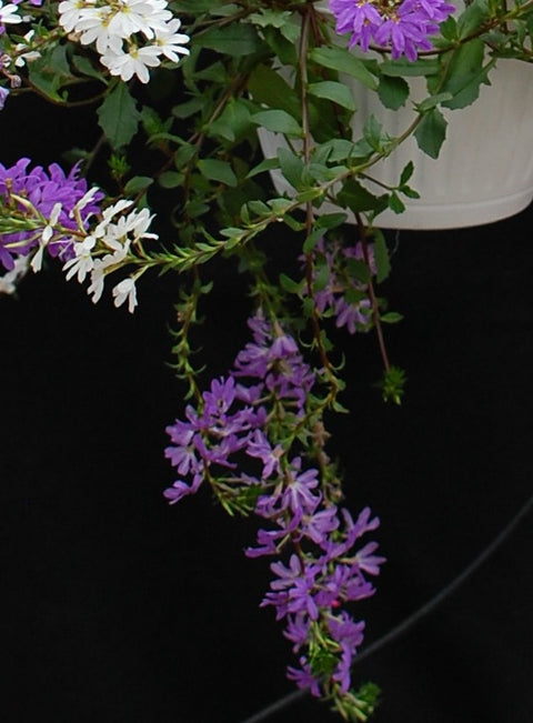 Jardinière de Scaveola bleu