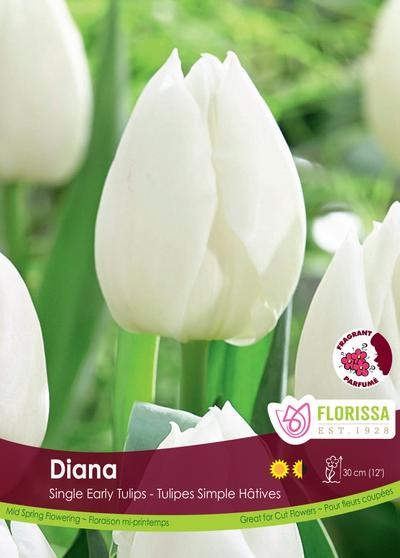Bulbe de tulipe "Diana"