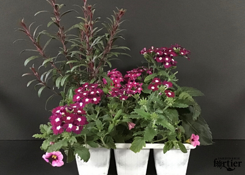 Plantes en mélange (Dominance rose)