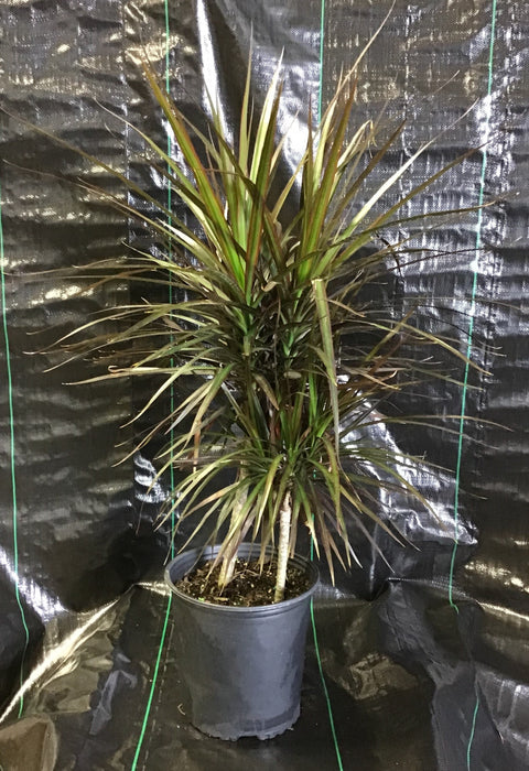 Plante d'intérieur "Dracena Marginata"