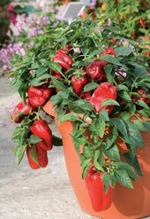 Semence de "Poivron Redskin" non traité