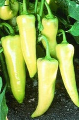 Semence de "Piment doux banane"