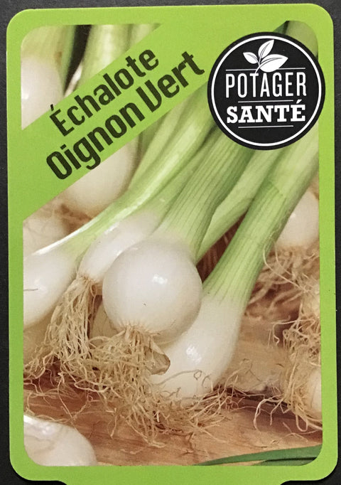 Échalote (oignon vert) / Potager Santé