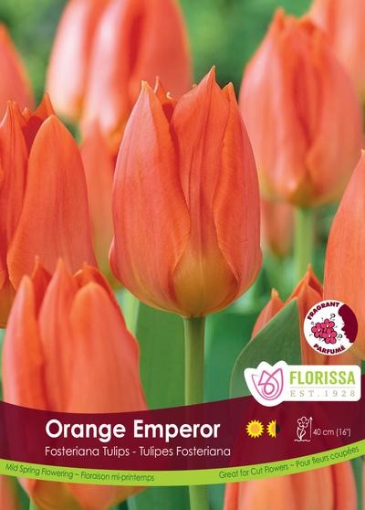 Bulbe de tulipe "Orange Emperor"