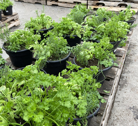 Jardin de fines herbes
