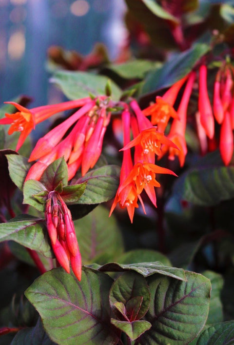 Fuchsia Gardenmaister