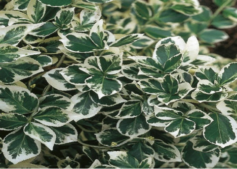 Fusain "Emerald Gaiety"