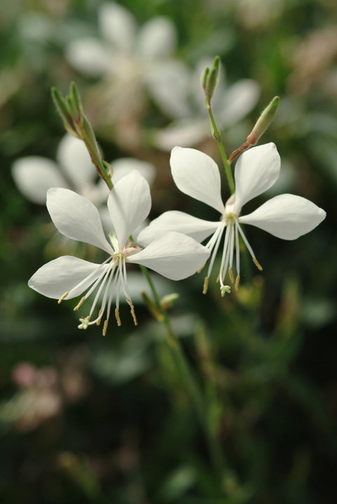 Gaura blanche