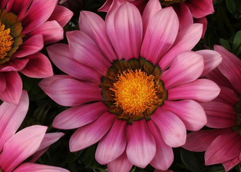 Gazania daybreak pink shades
