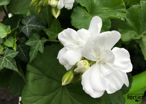Géranium Survivor blanc