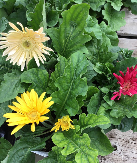 Plante d'intérieur "Gerbera"