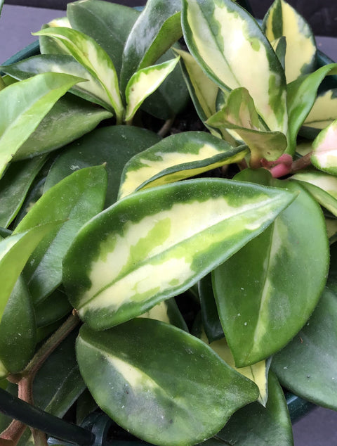Plante d'intérieur "Hoya Carnosa"
