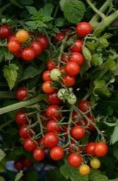 Semence de "Tomate cerise rouge" Biologique