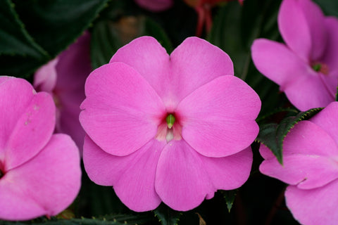 Jardinière Impatiens Nouvelle-Guinée lilas à oeil blanc
