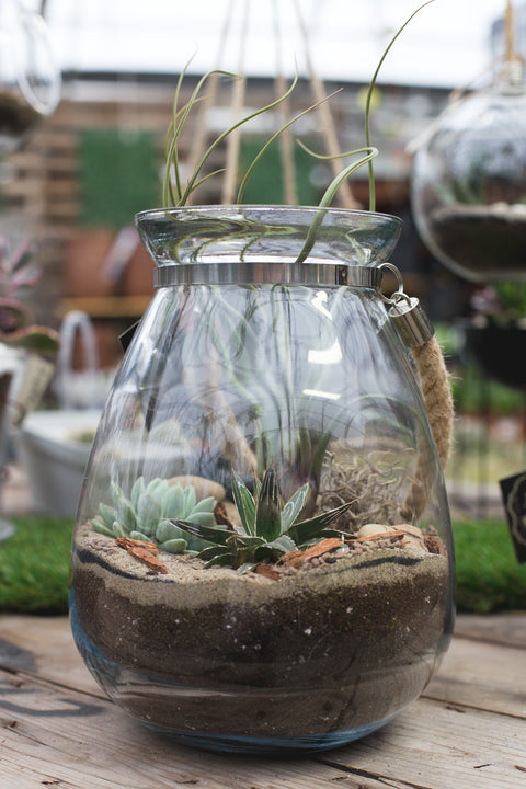 terrarium plante succulente jardinerie fortier princeville