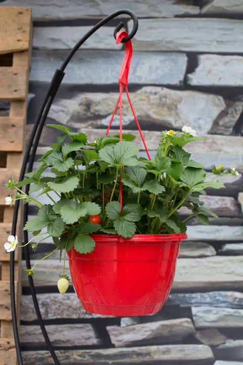 Jardinière de fraise Delizz