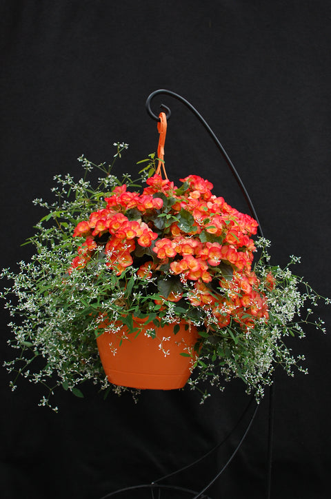 Jardinière de Bégonia Rieger Carneval