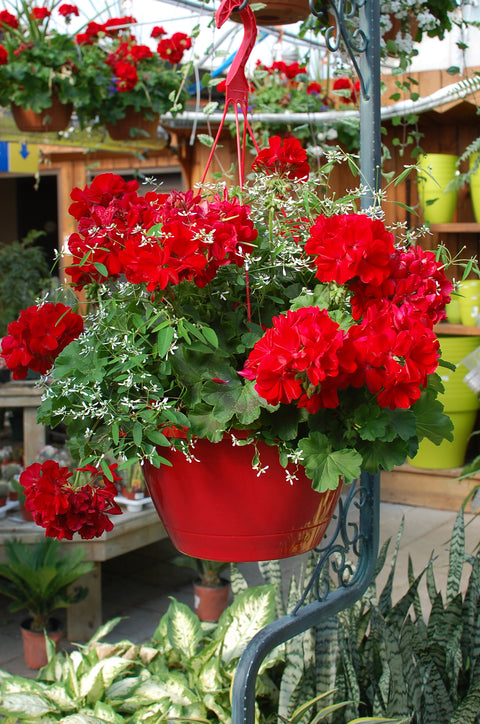 Jardinière Géranium zonal calliope dark red