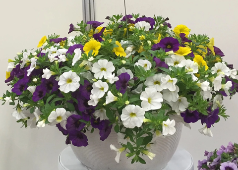 Jardinière de Calibrachoa Mix Hawaiian Nani Hoku Star