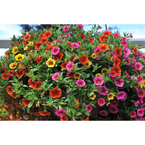 Jardinière de Calibrachoa Mix Hawaiian Kalani