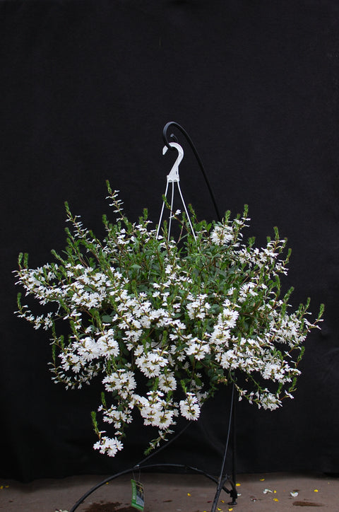 Jardinière de Scaveola blanc