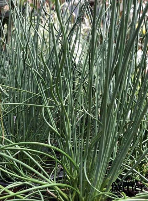 Juncus twisted arrow