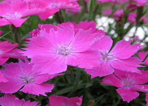 Dianthus Kahori