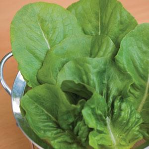 Laitue Romaine