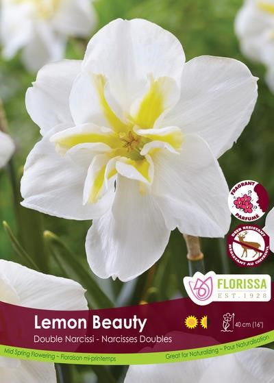 Bulbe de "Narcisse Lemon Beauty"