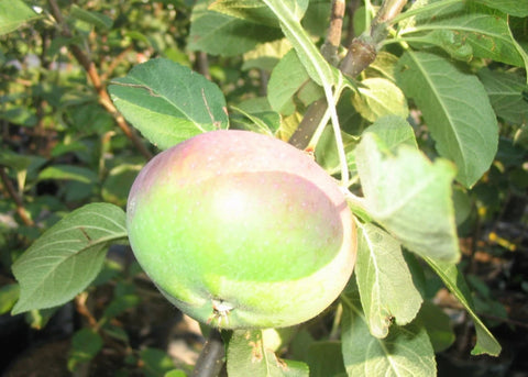 Pommier "Lobo"