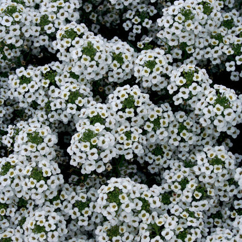 Lobularia Snow Princess