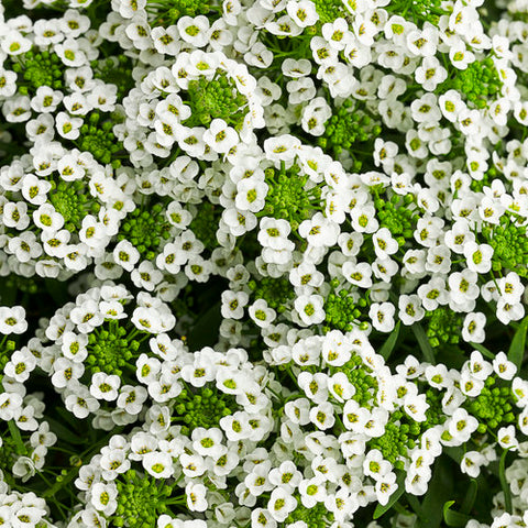 Lobularia frosty knight