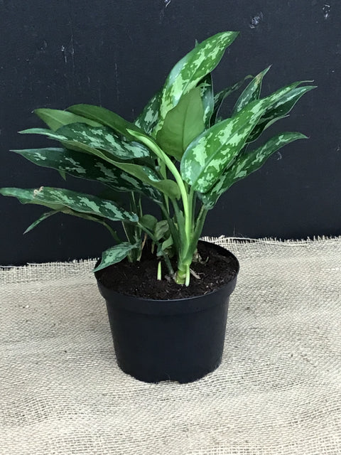 Plante d'intérieur "Aglaonema Maria em Beauty"