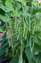Semence de "Haricot vert Mascotte" non traité