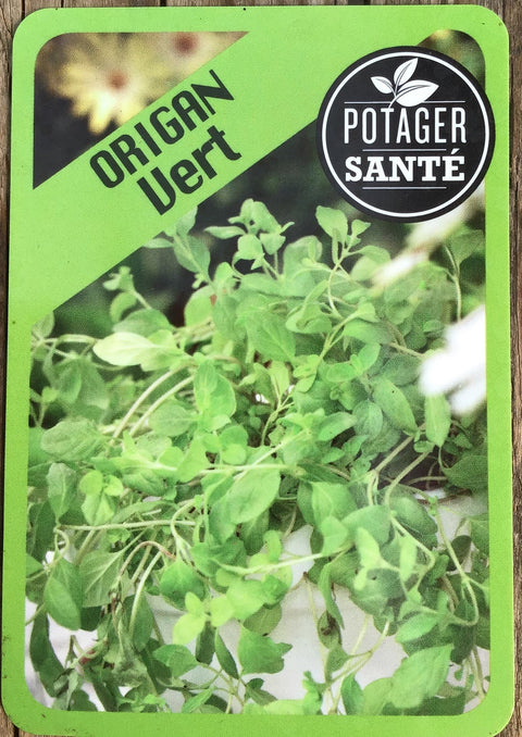Origan vert / Potager Santé