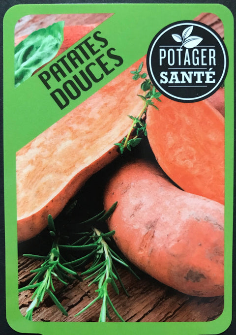 Plant de Patates douces