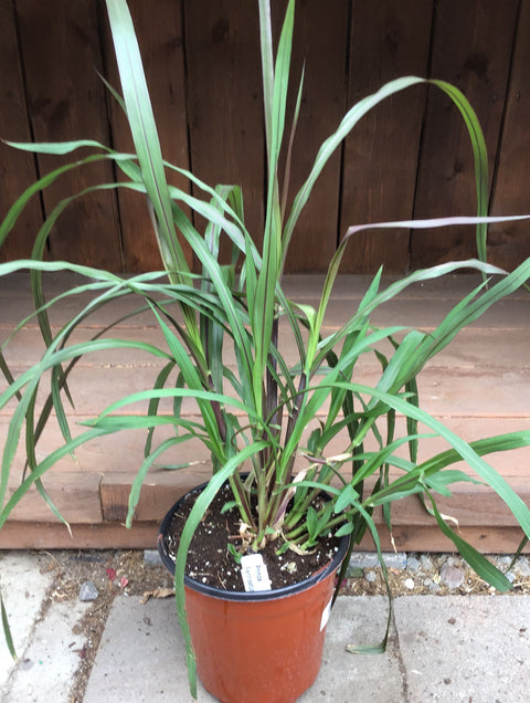 Pennisetum Prince