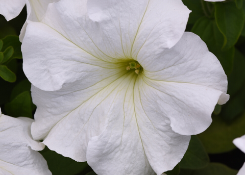 Pétunia Super Cascade blanc