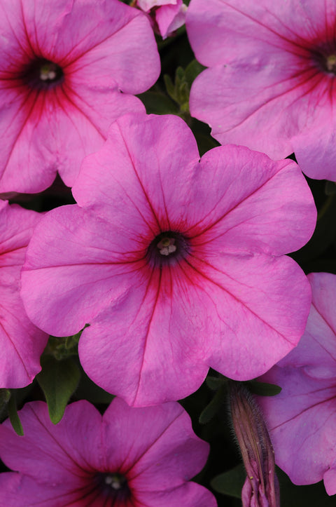 Pétunia easy wave rose