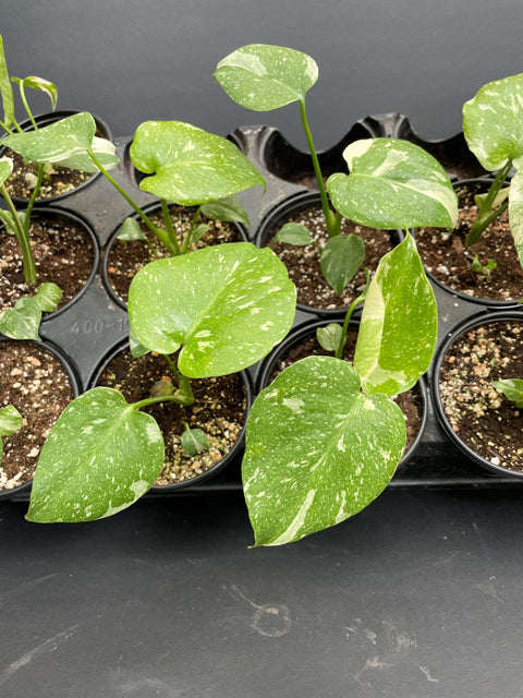 Plante d'intérieur "Monstera thaï"