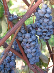 Vigne Raisin "Trollhaugen"