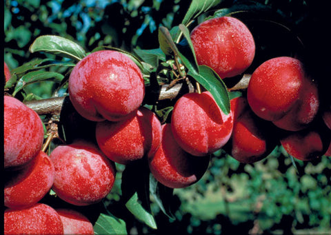 Prunier "Pembina"
