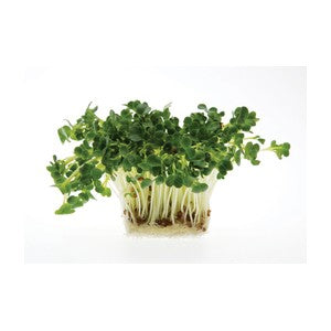 Semence de "Germe de Radis Daikon"