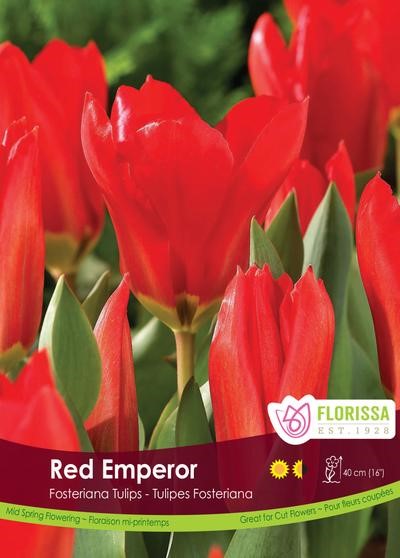 Bulbe de Tulipe "Red emperor"