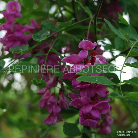 Robinier "Purple robe"
