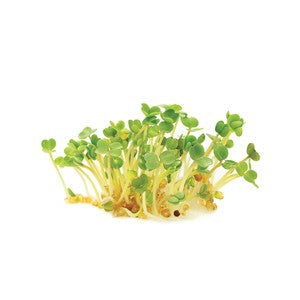 Semence de "Germe de roquette" Biologique