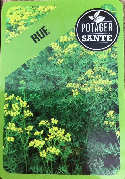 Rue / Potager Santé